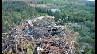 Llyn Clywedog: 1 Osprey Nest☀10/05/24