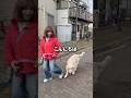 愛犬のために作ったカフェで大型犬を撮ってみた