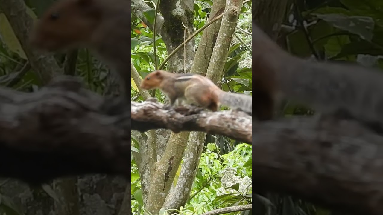 Jungle Palm Squirrel in Munnar | Small Mammals of the Western Ghats Rainforest