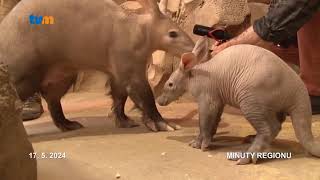 Zoo Olomouc má mládě hrabáče