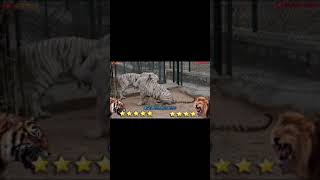 Lion VS Tiger - Tiger VS Lion - Blondi Foks _ tigers _ #2 #Shorts #Short Lion VS Tiger - Tiger VS Lion - Blondi Foks _ tigers _ #2 #Shorts #Short