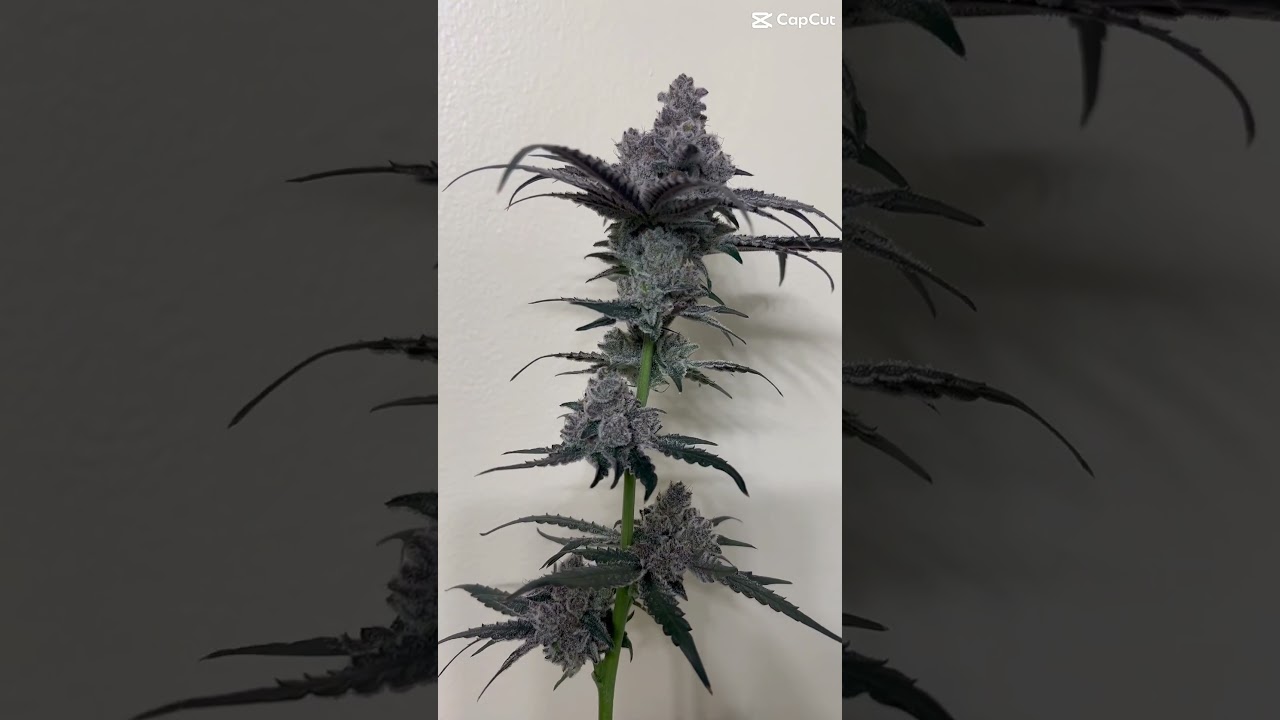 Solfire FX3 pheno on Cropsalt Nutrients flushed with Cropsalt Cake 