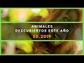 Nuevos Animales descubiertos el último año [Edición 2019]