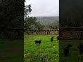 Cabras, chivos y chiviteros en Badilla de Sayago