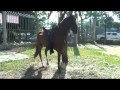 Caballo de Oro de Reynaldo Armas