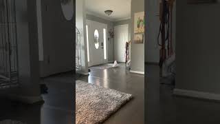 Tango Chasing Dad Up The Steps