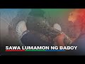 Sawa na lumamon ng 25-kilong baboy, nahuli sa Marinduque | ABS-CBN News