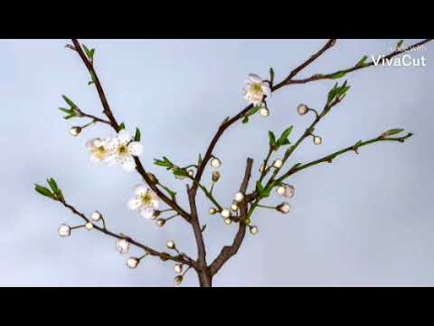 كتبت إليك يا أمي انشودة جميلة عن الأم