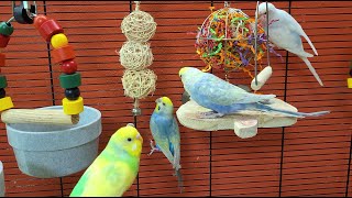 budgie sounds for lonely birds to make them happy