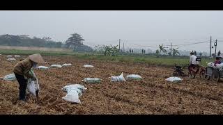 Potato Farming