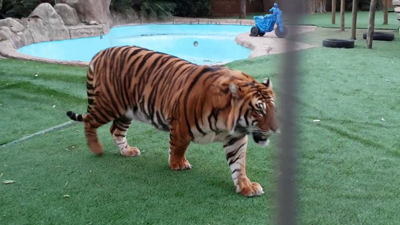 Tigers do only what they want