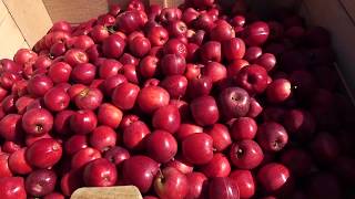 Down on the Farm - Apple Sorting