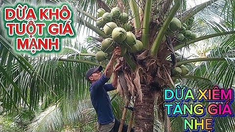 Nay cả team đông đủ mà dừa khô tuột mạnh .giá dừa xiêm tăng nhẹ nhẹ #quocduavlog 