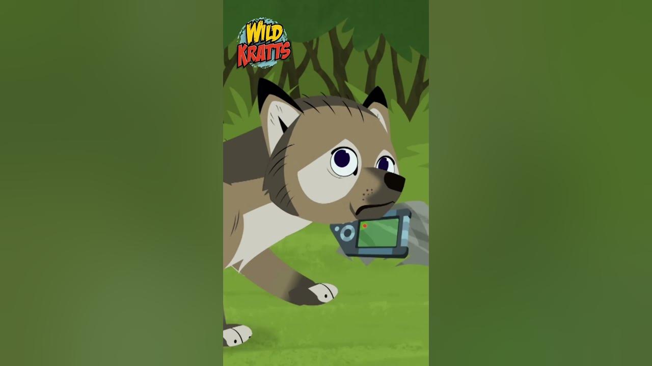 Wolf and Mountain Lion Showdown | Happy Halloween! | Wild Kratts - YouTube
