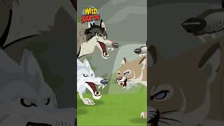 Wolf and Mountain Lion Showdown | Happy Halloween! | Wild Kratts