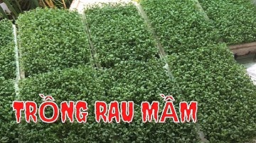 trồng rau mầm mùa dịch bằng phân trùn quế