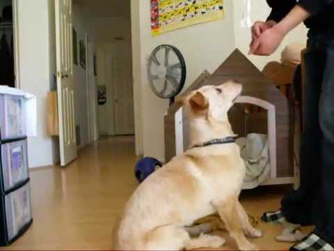 Video: Papatya köpeği