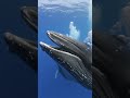 🐋 Deep Ocean ASMR: Humpback Whales Feeding | Ultra-Relaxing Underwater Sounds for Sleep &amp; Focus