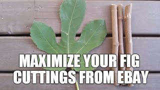 Best Method for rooting fig cuttings from Ebay