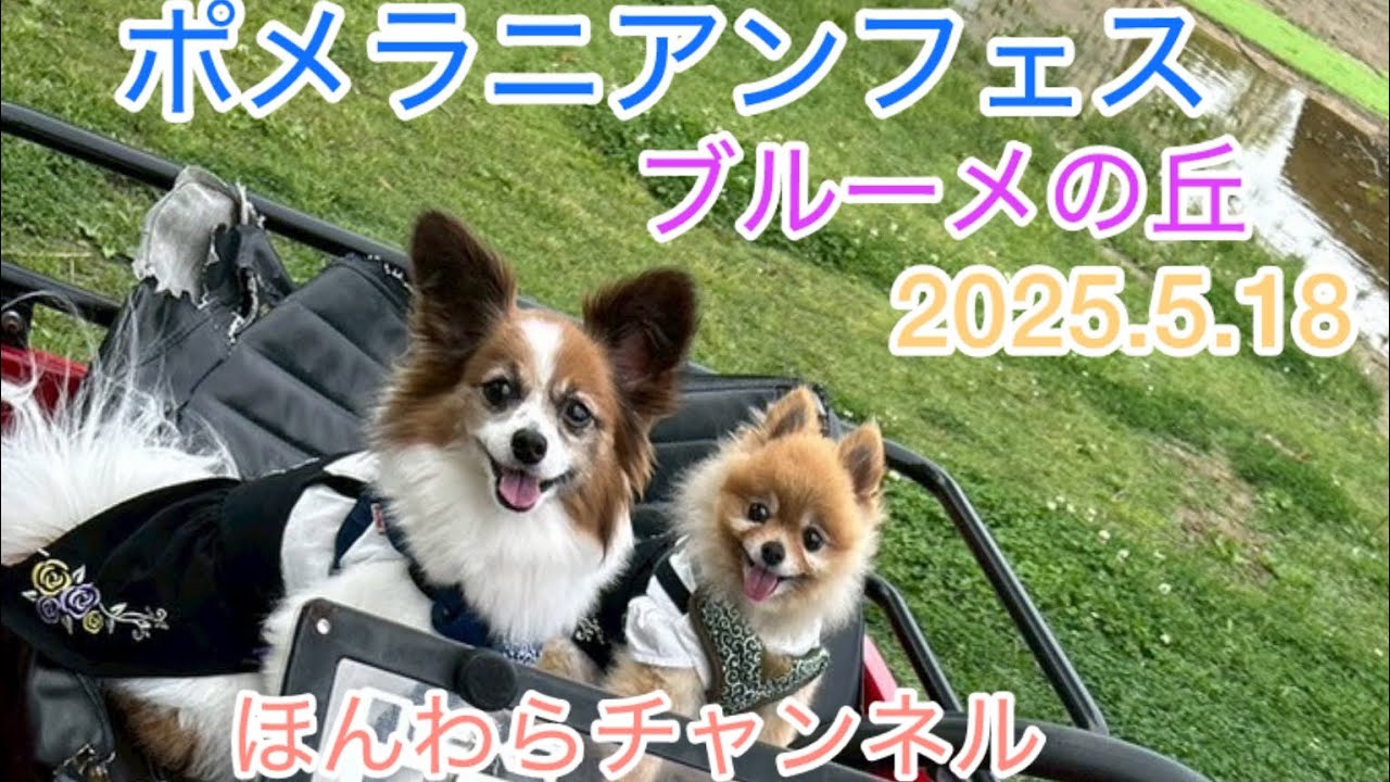 【ポメラニアンとパピヨン】滋賀県ブルーメの丘のポメラニアンフェスに参加して来ました😊＃ポメラニアン#パピヨン