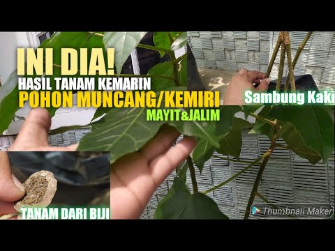 Video: Akankah Kemiri Tumbuh Dari Stek: Mengambil Stek Dari Pohon Kemiri