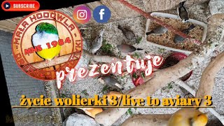 The live of the aviary 3/ życie wolierki 3. Zbliża się koniec wolierki😢 info w opisie.