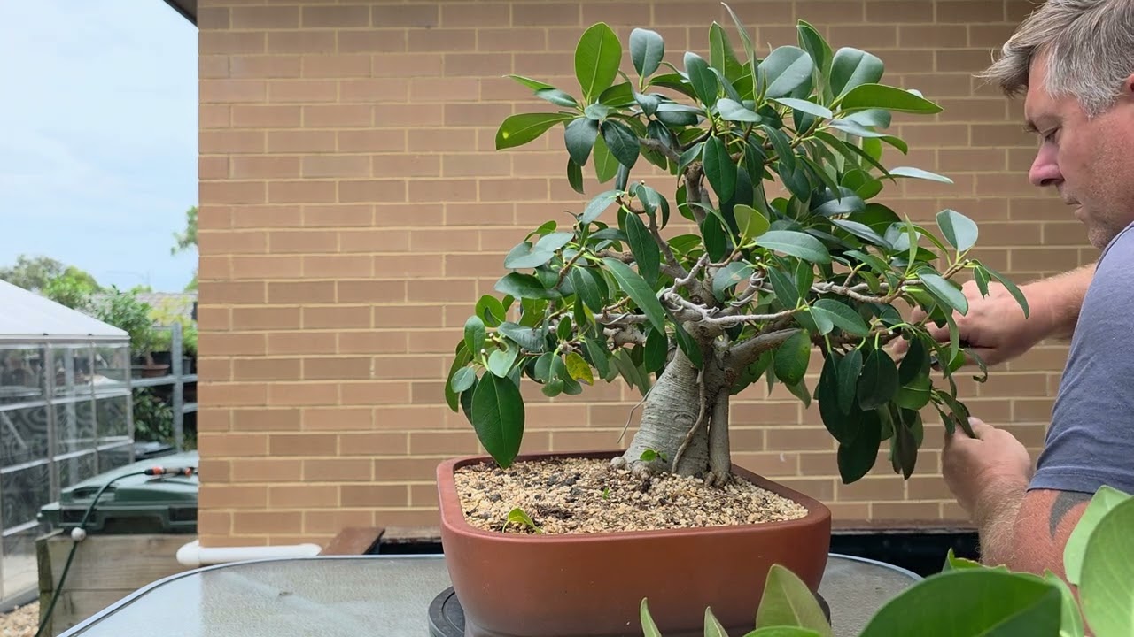 Port Jackson fig bonsai made a full recovery from root rot.