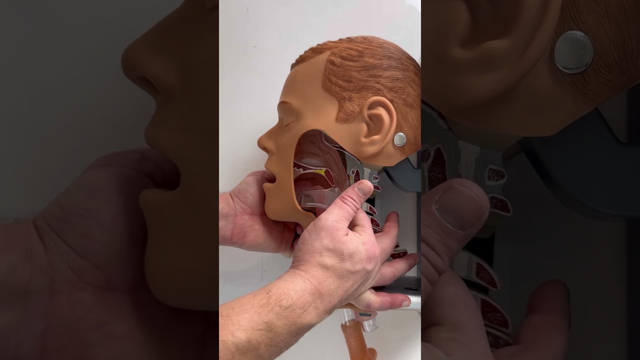 The difference between a head tilt and Jaw Thrust 