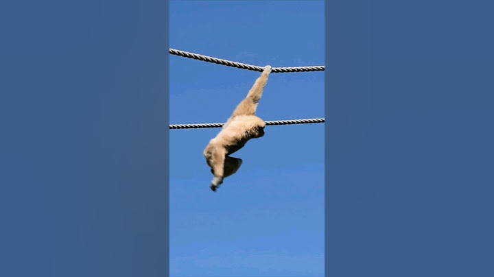 Make me swing..! Look at this gibbon go. #wildlife #monkey #animals