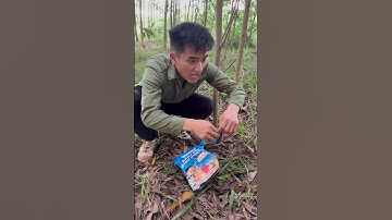 Anh Tippi Và Cậu Bé Người Rừng T1 - Cuộc Gặp Gỡ Đầu Tiên - Tippi TV  #tippitv