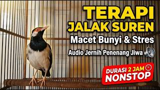 Terapi Jalak Suren Macet Bunyi & Stres – Audio Jernih Penenang Jiwa Durasi 2 Jam Nonstop