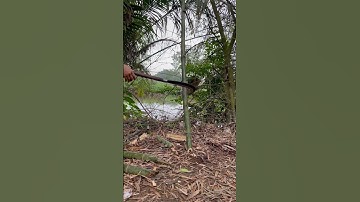 Tôi làm con dao quắm phát rẫy bằng thép hòn bi xe tăng chặt cây tre như chặt chuối vậy