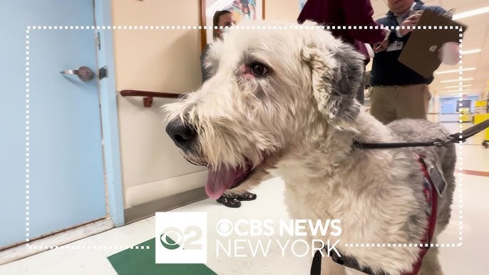 Cooper The English Sheepdog Brings Smiles To Patients At Jacobi Hospital