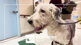 Cooper the English Sheepdog brings smiles to patients at Jacobi Hospital