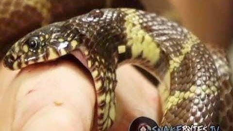 Snakes Biting! : SnakeBytesTV