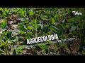 Agroecología: el modelo productivo que crece en Colombia  - TvAgro por Juan Gonzalo Angel