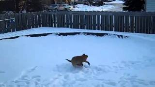 Social Media Marketing In Sudbury Going To The Dogs