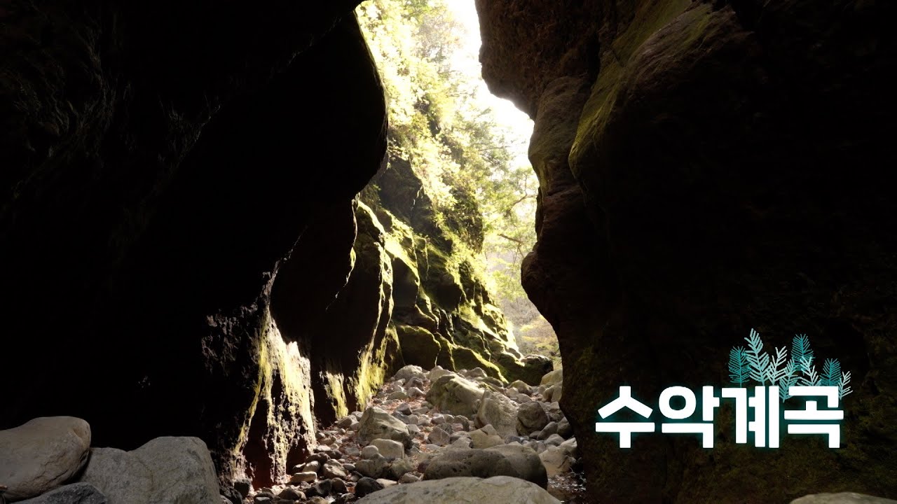 이끼 바위틈에 핀 탐라산수국 | 오늘숲에는 | 수악계곡 | KBS제주 260106방송