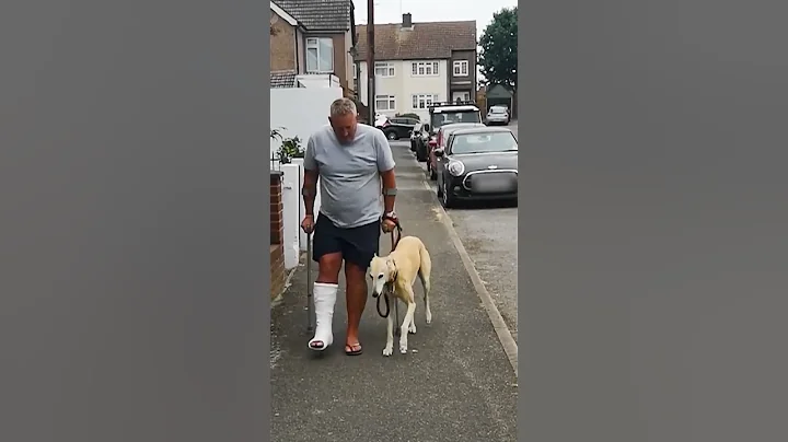 Dog Walks Like Injured Owner Out Of Sympathy - DayDayNews