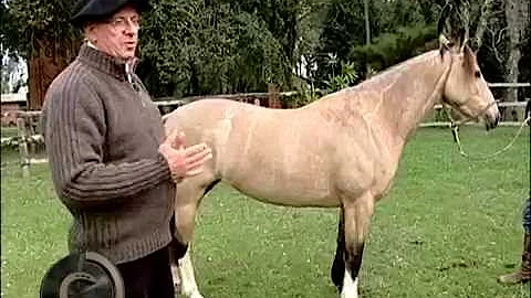 Como avaliar a morfologia de um cavalo?