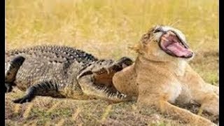 Big mistake of Crocodile when provoked Lion King! Lion vs Crocodile, leopard vs warthog, wild dogs