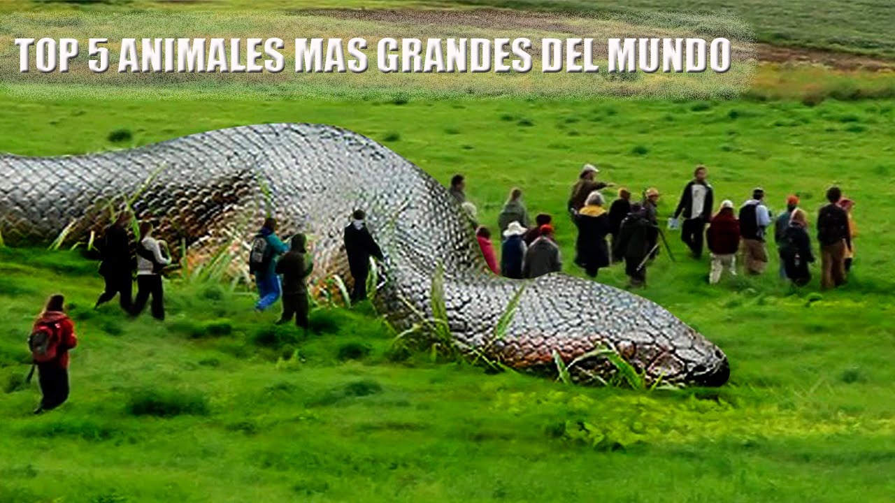 La serpiente mas grande del mundo