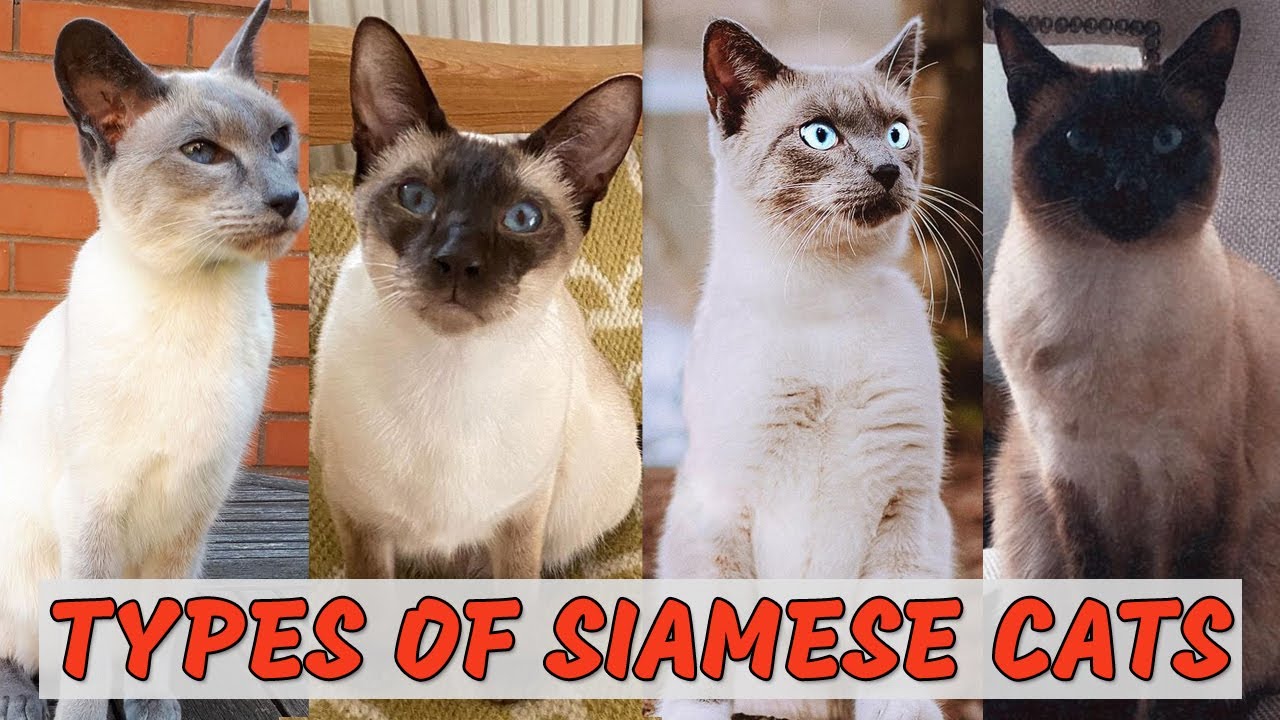 10 Most Popular Types Of Siamese Cats - Which Is Best For You?