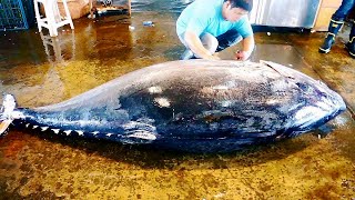 $30,000 / 400KG Giant Bluefin Tuna Cutting