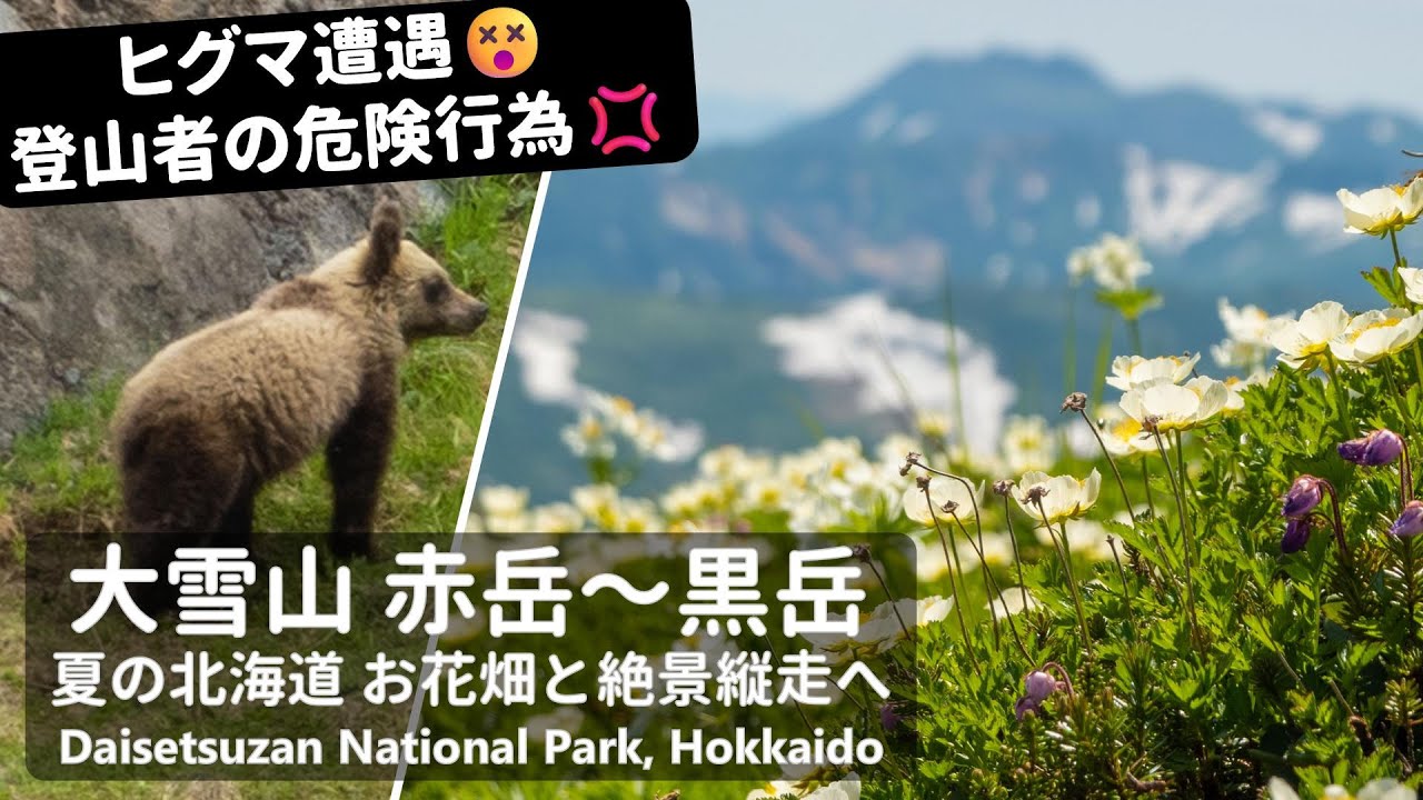 【北海道登山】ヒグマ遭遇😵危険行為💢 夏の大雪山を彩る絶景と高山植物｜赤岳～白雲岳～黒岳縦走トレッキング