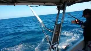 Barto's Black Marlin Cairns 2014