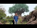 Tree of Life