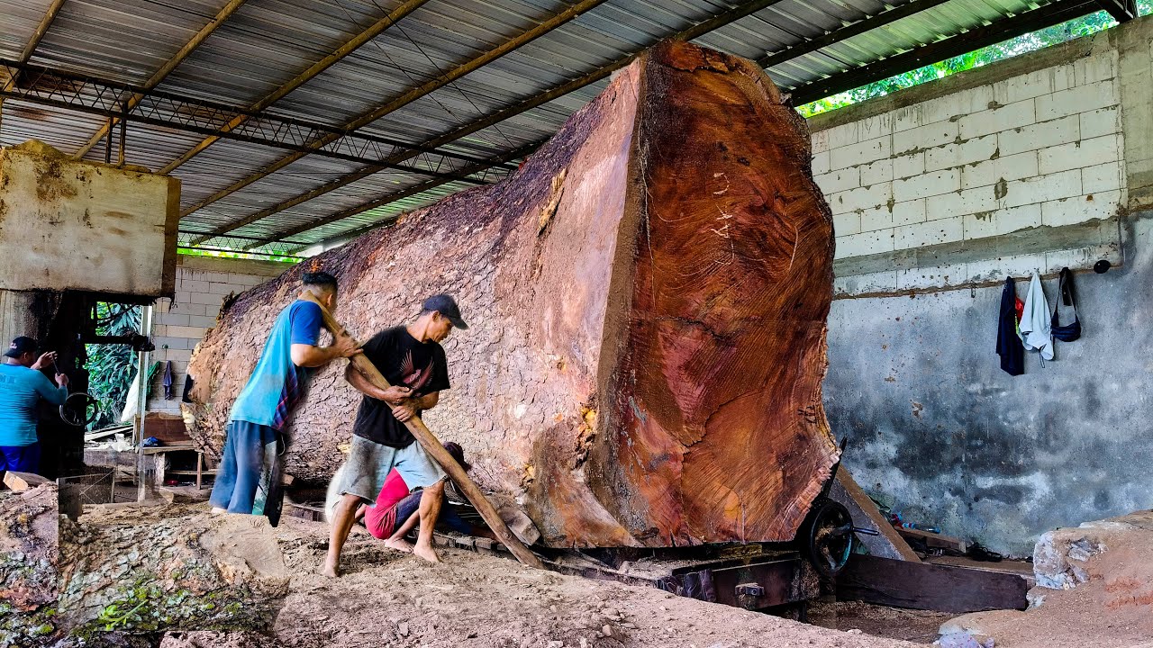 Giant Tree Cutting Gone Wrong – Trembesi Slab Time Bomb! - YouTube
