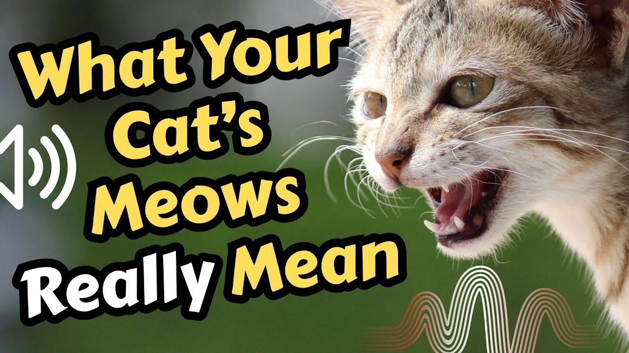 Curated visual reference: Why Is My Cat Vocalizing At Certain Times Reference: Why Does My Cat Meow So Much Understanding Cat Vocalization