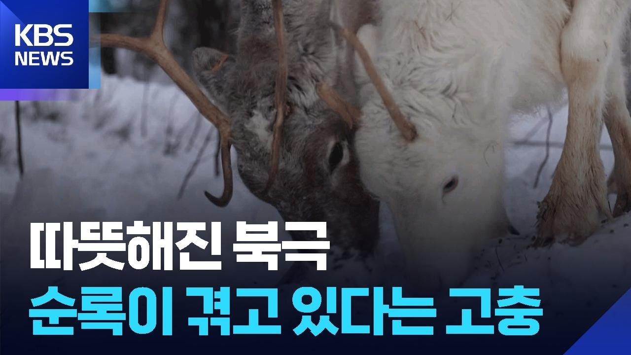 [글로벌K] 핀란드, 북극 온난화에 위기 맞은 순록의 땅 / KBS 2026.01.22. - YouTube